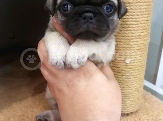 Disi /Erkek A Kalite Pug Mops Bebekler görsel