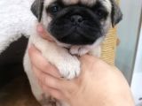 Disi /Erkek A Kalite Pug Mops Bebekler