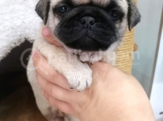 Disi /Erkek A Kalite Pug Mops Bebekler görsel