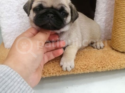 Disi /Erkek A Kalite Pug Mops Bebekler görsel