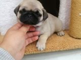 Disi /Erkek A kalite Pug Mops Bebekler