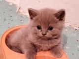 Safkan British Shorthair Erkek Yavrularım Sahiplendirilmeye Hazır