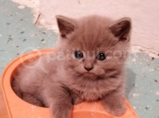 Safkan British Shorthair Erkek Yavrularım Sahiplendirilmeye Hazır görsel