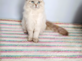 British longhair lynx point 7 aylık Erkek