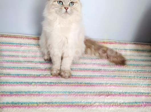 British Longhair Lynx Point 7 Aylık Erkek