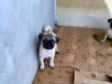 2 Aylık Pug Yavrular :)
