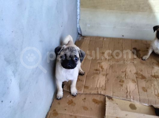 2 Aylık Pug Yavrular :) görsel