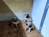 2 Aylık Pug Yavrular :)