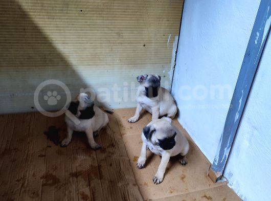 2 Aylık Pug Yavrular :)