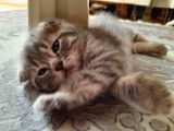 Scottish Fold Whi̇skas Kürklü Yavrum