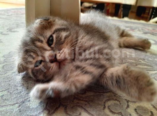 Scottish Fold Whi̇skas Kürklü Yavrum görsel