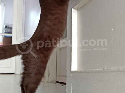 Lilac , Cinnamon Gri Siyah Yavrular görsel