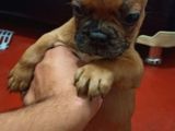 French Bulldog Yavruları