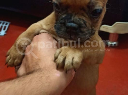 French Bulldog Yavruları görsel