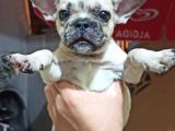 French Bulldog Yavruları