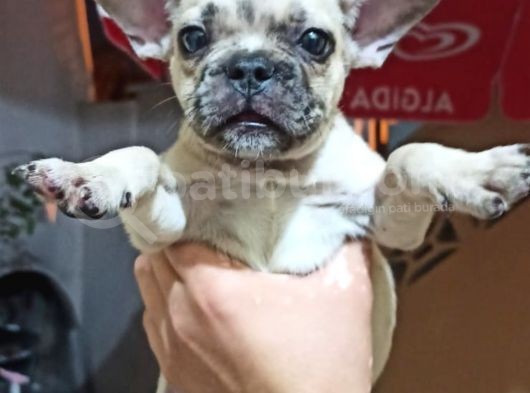 French Bulldog Yavruları
