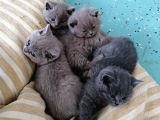 Safkan British Shorthair Erkek Yavrularım Sahiplendirilmeye Hazır