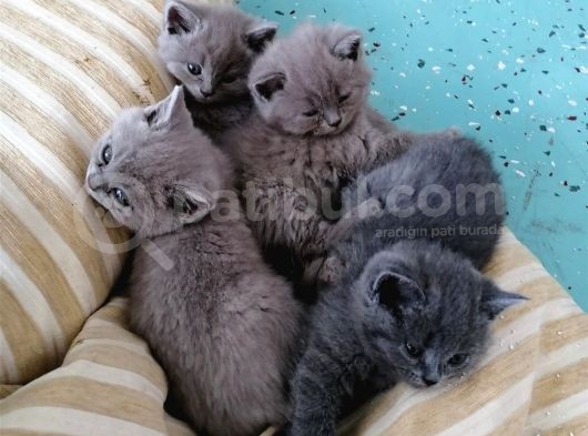 Safkan British Shorthair Erkek Yavrularım Sahiplendirilmeye Hazır