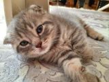 Scottish Fold Whi̇skas Kürklü Yavrum