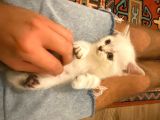 British Shorthair 3 British Yavru