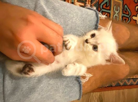 British Shorthair 3 British Yavru