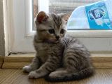 British Shorthair 3 British Yavru
