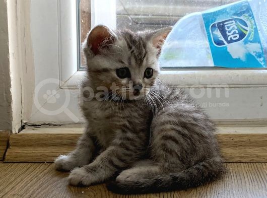 British Shorthair 3 British Yavru görsel