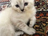 British Shorthair 3 British Yavru