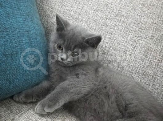 Oğluşa Yuva görsel