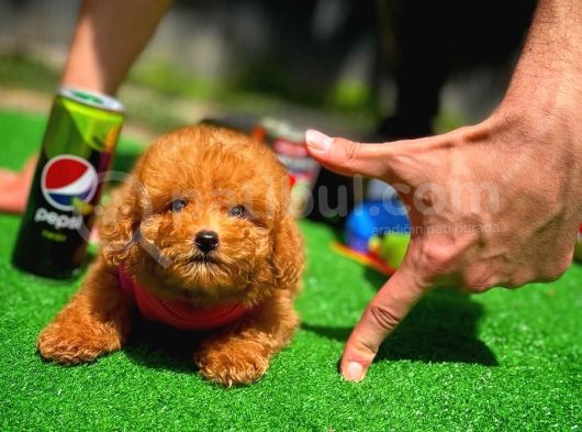 Red Toy Poodle Yavrularımız