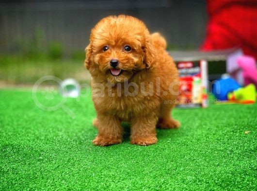 Red Toy Poodle Yavrularımız görsel