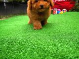 Red Toy Poodle Yavrularımız