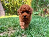 Red Brown 3 Aylık Toy Poodle Yavrumuz Reis