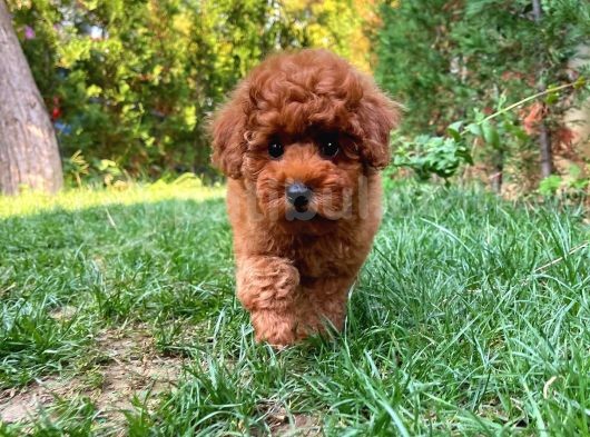 Red Brown 3 Aylık Toy Poodle Yavrumuz Reis görsel