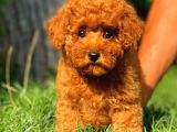 Red Brown 3 Aylık Toy Poodle Yavrumuz Reis