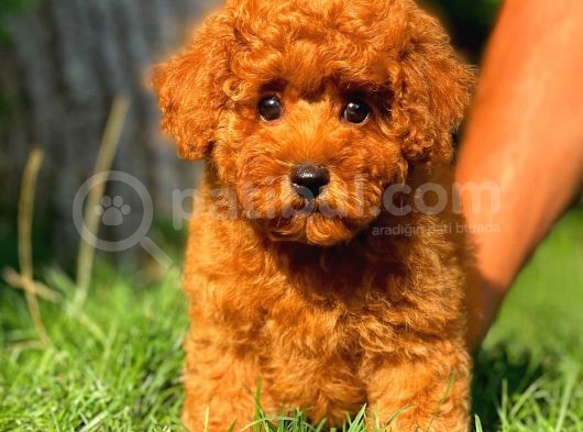 Red Brown 3 Aylık Toy Poodle Yavrumuz Reis görsel