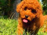 Red Brown 3 Aylık Toy Poodle Yavrumuz Reis