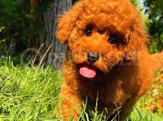 Red Brown 3 Aylık Toy Poodle Yavrumuz Reis