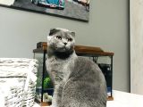 4 Aylık Scottish Fold