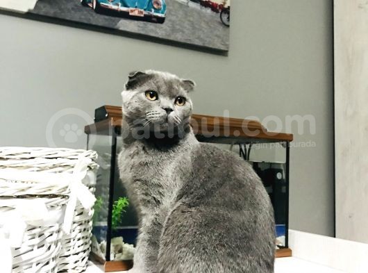 4 Aylık Scottish Fold görsel