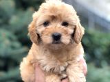 Güzelliği Ile Kendine Hayran Bırakan Brown Maltıpoo