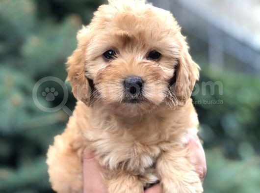 Güzelliği Ile Kendine Hayran Bırakan Brown Maltıpoo