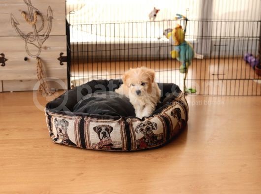 Maltipoo Latte Kızım görsel