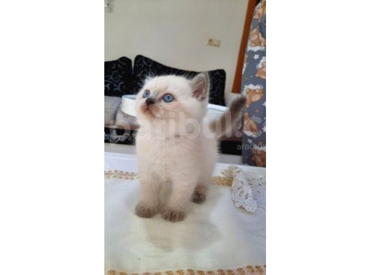 Aşırı Tatlı Mavi Boncuk Kar Beyazım görsel