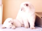 2 Tane Scottish Fold Dişi Yavru