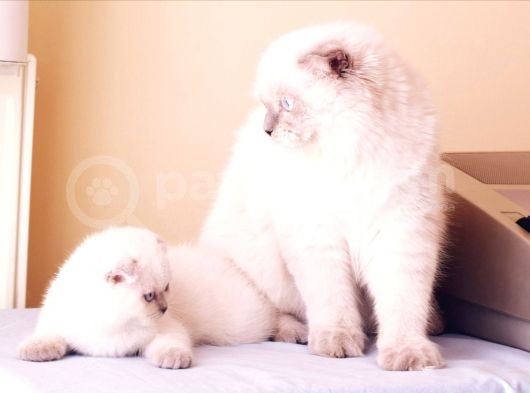 2 Tane Scottish Fold Dişi Yavru görsel