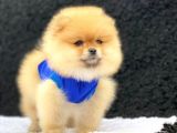 Teddy Bear Pomeranian Boo