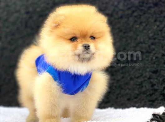 Teddy Bear Pomeranian Boo