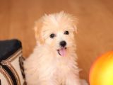 Acil  Maltipoo
