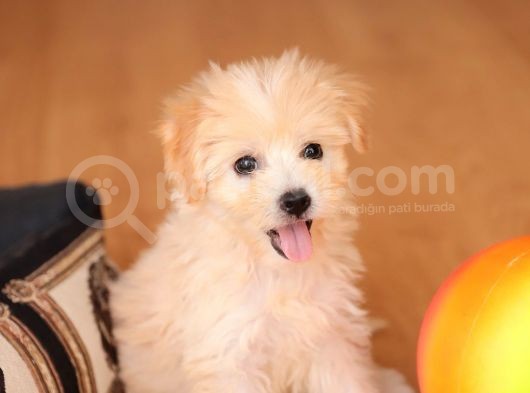 Acil  Maltipoo